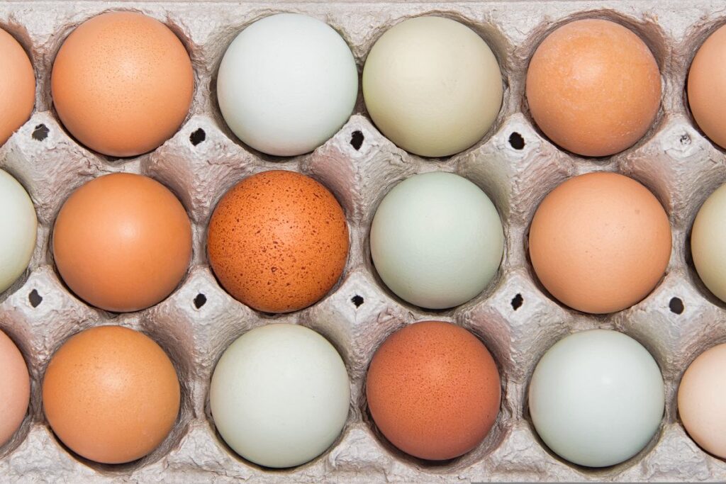 Klasyfikacja jaj – co oznaczają symbole na skorupkach?